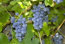 From the oldest vineyards to modern wineries