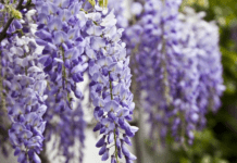 The most common plants in London
