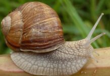 Равликова ферма у метушливому Лондоні