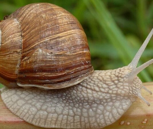 Snail farm in bustling London