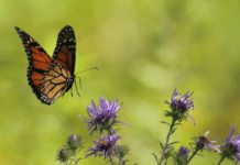 The Rewild London Fund, the Mayor of London’s programme aimed at protecting nature