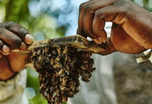 Вкусный мед в Лондоне, или история развития Local Honey Man
