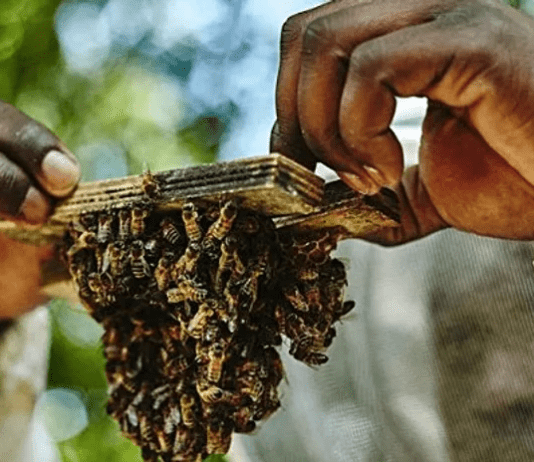 Вкусный мед в Лондоне, или история развития Local Honey Man