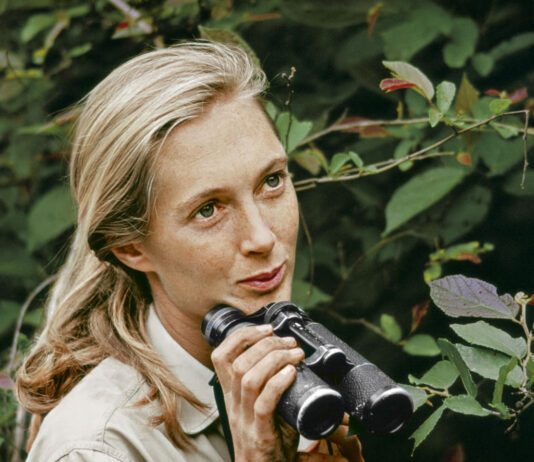 How Jane Goodall Revolutionised Primatology