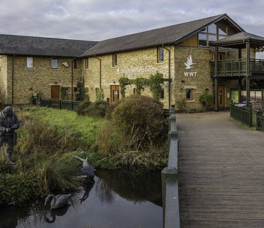 Між очеретами та хмарочосами у WWT London Wetland Centre