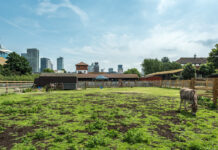 Surrey Docks Farm: A Green Space on the Site of Old Docks