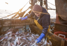 A brief history of the fishing industry in London