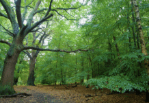 London’s initiatives to protect and preserve the forest