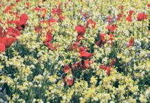 London Wildlife Trust: Battling for London’s Green Heart