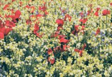 Экологическая организация «London Wildlife Trust»