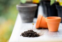 The History of Gardening in London