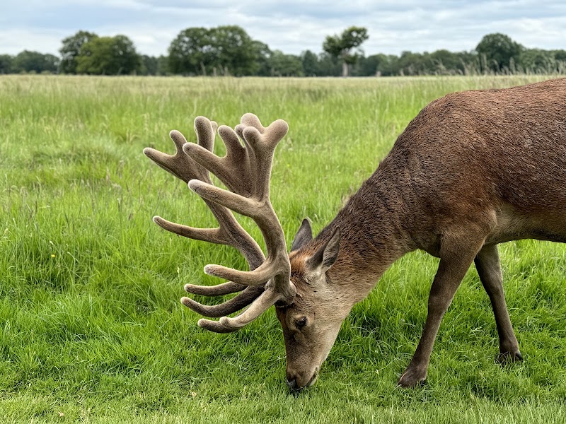 Bushy Park
