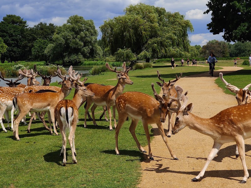 Bushy Park