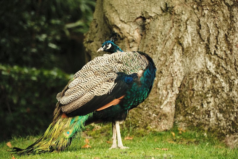 Holland Park