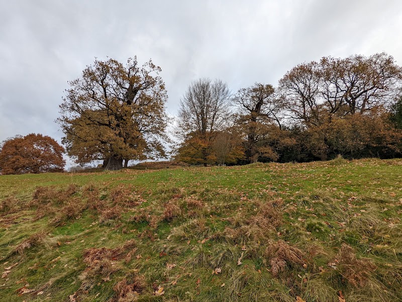 Richmond Park